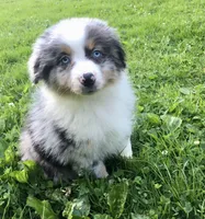 Blu, a male Miniature Australian Shepherd for sale in Cherokee, NC – 1 of 7