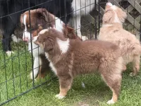 Ruby, a female Miniature Australian Shepherd and Miniature American Shepherd for sale in Cherokee, NC – 2 of 5