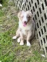 Ruben, a male Miniature Australian Shepherd for sale in Cherokee, NC – 8 of 8
