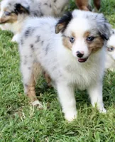 Bonnie, a female Miniature Australian Shepherd and Miniature American Shepherd for sale in Cherokee, NC – 3 of 3