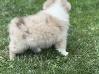 Lucy, a female Miniature Australian Shepherd for sale in Cherokee, NC – 9 of 9