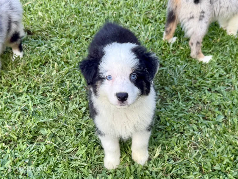 Penny – Miniature Australian Shepherd, Miniature American Shepherd puppy for sale in Cherokee, NC