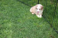 Sandy, a female Miniature Australian Shepherd and Miniature American Shepherd for sale in Cherokee, NC – 2 of 4