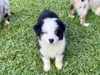 Bree, a female Miniature Australian Shepherd and Miniature American Shepherd for sale in Cherokee, NC – 1 of 4