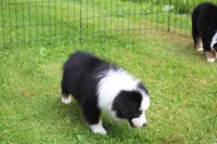 Macy, a female Miniature Australian Shepherd for sale in Cherokee, NC – 2 of 3