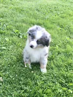 Blu, a male Miniature Australian Shepherd for sale in Cherokee, NC – 6 of 7