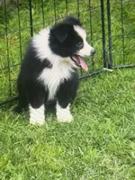 Ben, a male Miniature Australian Shepherd for sale in Cherokee, NC – 3 of 9