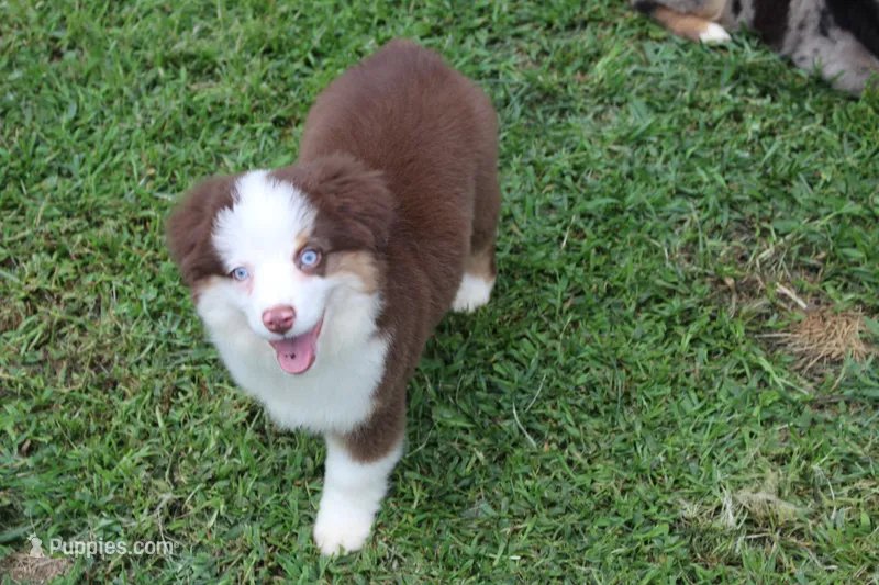 Randy – Miniature Australian Shepherd, Miniature American Shepherd puppy for sale in Cherokee, NC