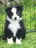 Ben, a male Miniature Australian Shepherd for sale in Cherokee, NC – 1 of 9