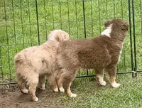 Ruby, a female Miniature Australian Shepherd and Miniature American Shepherd for sale in Cherokee, NC – 3 of 5