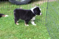 Milly, a female Miniature Australian Shepherd for sale in Cherokee, NC – 1 of 4