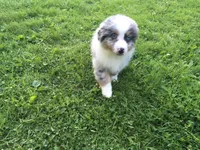 Blu, a male Miniature Australian Shepherd for sale in Cherokee, NC – 5 of 7