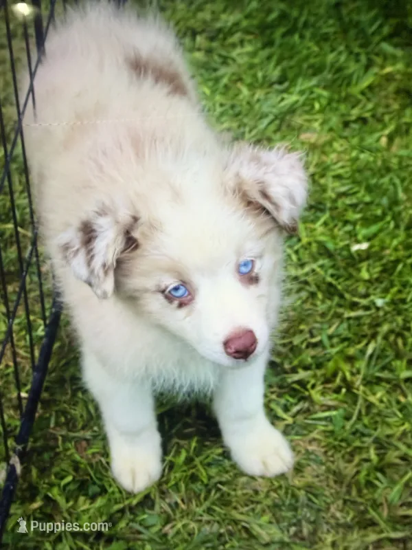 Lilly – Miniature Australian Shepherd puppy for sale in Cherokee, NC