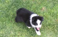 Ben, a male Miniature Australian Shepherd for sale in Cherokee, NC – 4 of 6