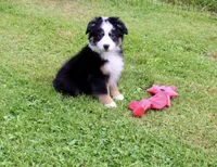 Mandy, a female Miniature Australian Shepherd for sale in Cherokee, NC – 1 of 3