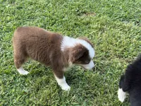 Sam, a male Miniature Australian Shepherd and Miniature American Shepherd for sale in Cherokee, NC – 3 of 5