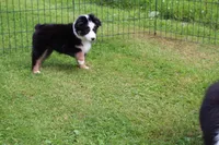 Mandy, a female Miniature Australian Shepherd for sale in Cherokee, NC – 2 of 3