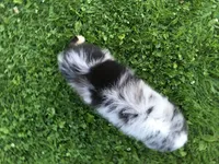 Blu, a male Miniature Australian Shepherd for sale in Cherokee, NC – 2 of 7