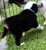 Penny, a female Miniature Australian Shepherd and Miniature American Shepherd for sale in Cherokee, NC – 3 of 5