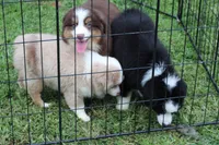 Sandy, a female Miniature Australian Shepherd and Miniature American Shepherd for sale in Cherokee, NC – 4 of 4