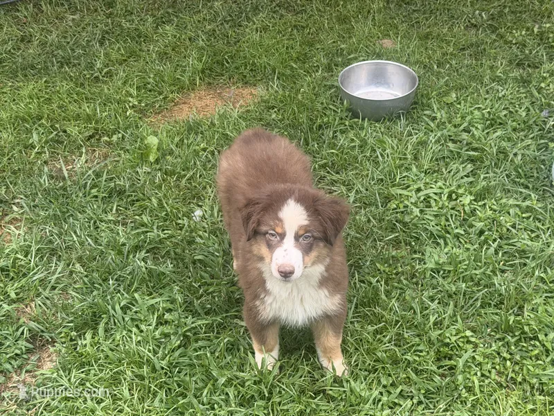 Ruby – Miniature Australian Shepherd, Miniature American Shepherd puppy for sale in Cherokee, NC