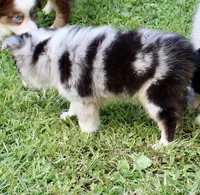 Blue girl, a female Toy Australian Shepherd and Miniature American Shepherd for sale in Cherokee, NC – 2 of 4