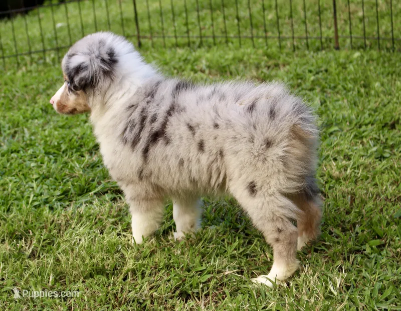 Daisy – Miniature Australian Shepherd, Miniature American Shepherd puppy for sale in Cherokee, NC