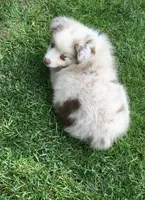 Lilly, a female Miniature Australian Shepherd for sale in Cherokee, NC – 5 of 5