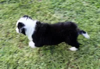 Penny, a female Miniature Australian Shepherd and Miniature American Shepherd for sale in Cherokee, NC – 5 of 5
