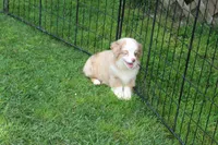 Sandy, a female Miniature Australian Shepherd and Miniature American Shepherd for sale in Cherokee, NC – 3 of 4