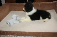 Mandy, a female Border Collie for sale in Cherokee, NC – Photo 2 of 4