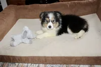 Mandy, a female Border Collie for sale in Cherokee, NC – Photo 3 of 4