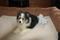 Mandy, a female Border Collie for sale in Cherokee, NC – Photo 1 of 4