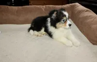 Mandy, a female Border Collie for sale in Cherokee, NC – Photo 4 of 4