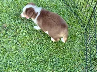 Sam, a male Miniature Australian Shepherd and Miniature American Shepherd for sale in Cherokee, NC – 4 of 5