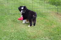 Little Miss, a female Miniature Australian Shepherd for sale in Cherokee, NC – 2 of 3