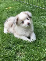 Lilly, a female Miniature Australian Shepherd for sale in Cherokee, NC – 4 of 5
