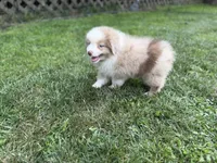 Lucy, a female Miniature Australian Shepherd for sale in Cherokee, NC – 7 of 9