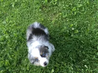 Blu, a male Miniature Australian Shepherd for sale in Cherokee, NC – 4 of 7
