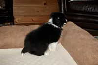 Penny, a female Border Collie for sale in Cherokee, NC – Photo 5 of 5