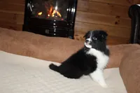 Penny, a female Border Collie for sale in Cherokee, NC – Photo 1 of 5