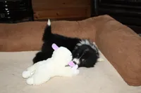 Penny, a female Border Collie for sale in Cherokee, NC – Photo 3 of 5