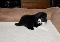 Penny, a female Border Collie for sale in Cherokee, NC – Photo 2 of 5