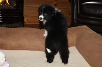 Penny, a female Border Collie for sale in Cherokee, NC – Photo 4 of 5