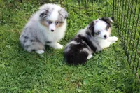 Blue girl, a female Toy Australian Shepherd and Miniature American Shepherd for sale in Cherokee, NC – 4 of 4