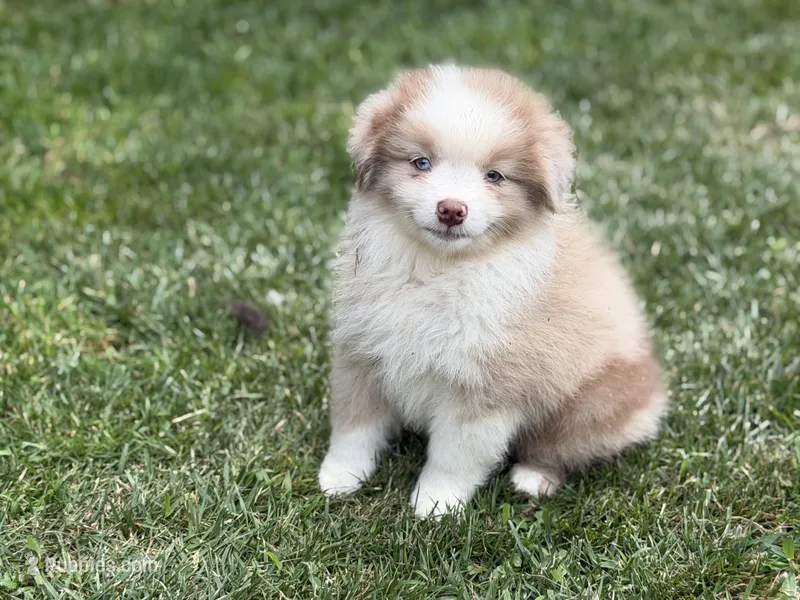 Lucy – Miniature Australian Shepherd puppy for sale in Cherokee, NC