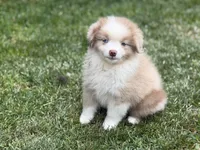 Lucy, a female Miniature Australian Shepherd for sale in Cherokee, NC – 5 of 9