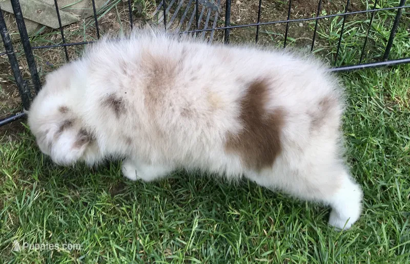 Lilly – Miniature Australian Shepherd puppy for sale in Cherokee, NC