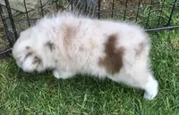 Lilly, a female Miniature Australian Shepherd for sale in Cherokee, NC – 1 of 5