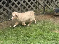 Ruben, a male Miniature Australian Shepherd and Miniature American Shepherd for sale in Cherokee, NC – 1 of 2